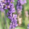 Salvia 'Vista Lavender', flowers