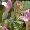 Scutellaria alpina, flowers