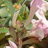 Scutellaria alpina, flowers