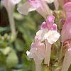 Scutellaria alpina, flowers