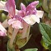 Scutellaria alpina, flowers