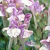 Scutellaria alpina, flowers