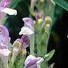 Scutellaria alpina, flowers