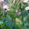 Scutellaria alpina, flowers