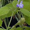 Scutellaria ocmulgee, flowers