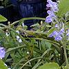 Scutellaria ocmulgee, flowers