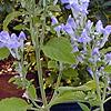 Scutellaria ocmulgee, flowers