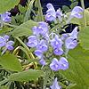 Scutellaria ocmulgee, flowers
