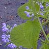 Scutellaria ocmulgee, flowers