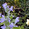 Scutellaria ocmulgee, flowers