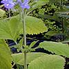 Scutellaria ocmulgee, flowers