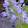 Scutellaria ocmulgee, flowers