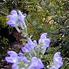 Scutellaria ocmulgee, flowers