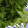 Scutellaria ocmulgee, flowers