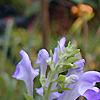 Scutellaria ocmulgee, flowers