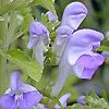 Scutellaria ocmulgee, flowers