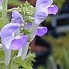 Scutellaria ocmulgee, flowers