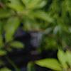 Scutellaria ocmulgee, flowers
