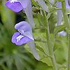 Scutellaria ocmulgee, flowers