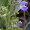 Scutellaria ocmulgee, flowers
