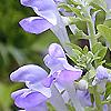 Scutellaria ocmulgee, flowers