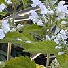 Scutellaria ocmulgee 'Alba', flowers