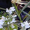 Scutellaria ocmulgee 'Alba', flowers