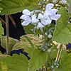 Scutellaria ocmulgee 'Alba', flowers