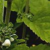 Scutellaria ocmulgee 'Alba', flowers
