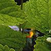 Scutellaria ocmulgee 'Alba', flowers