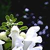 Scutellaria ocmulgee 'Alba', flowers