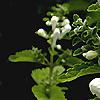 Scutellaria ocmulgee 'Alba', flowers