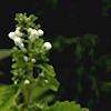 Scutellaria ocmulgee 'Alba', flowers