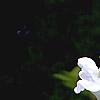 Scutellaria ocmulgee 'Alba', flowers