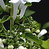 Scutellaria ocmulgee 'Alba', flowers