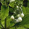 Scutellaria ocmulgee 'Alba', flowers