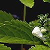 Scutellaria ocmulgee 'Alba', flowers