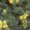 Scutellaria orientalis 'Eastern Sun', habit
