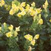 Scutellaria orientalis 'Eastern Sun', habit