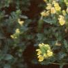 Scutellaria orientalis 'Eastern Sun', habit