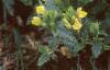 Scutellaria orientalis 'Eastern Sun', habit