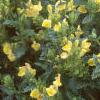 Scutellaria orientalis 'Eastern Sun', habit