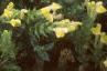 Scutellaria orientalis 'Eastern Sun', habit