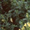 Scutellaria orientalis 'Eastern Sun', habit