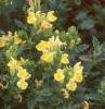 Scutellaria orientalis 'Eastern Sun', habit