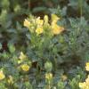 Scutellaria orientalis 'Eastern Sun', habit
