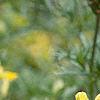 Scutellaria orientalis 'Eastern Sun', flowers