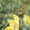 Scutellaria orientalis 'Eastern Sun', flowers