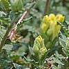 Scutellaria orientalis 'Eastern Sun', flowers