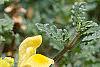 Scutellaria orientalis 'Eastern Sun', flowers